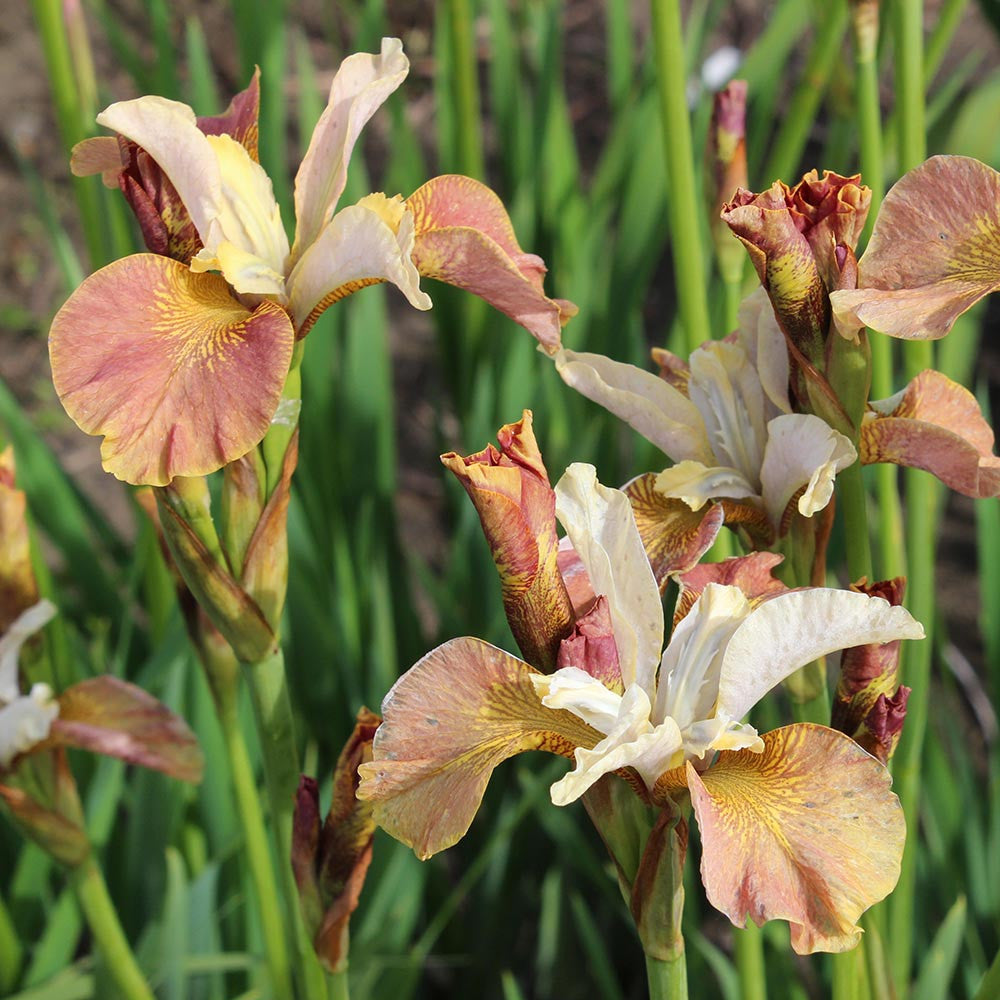 Sarah Raven Plants Iris sibirica Drink Your Tea Staude 3 Rhizome