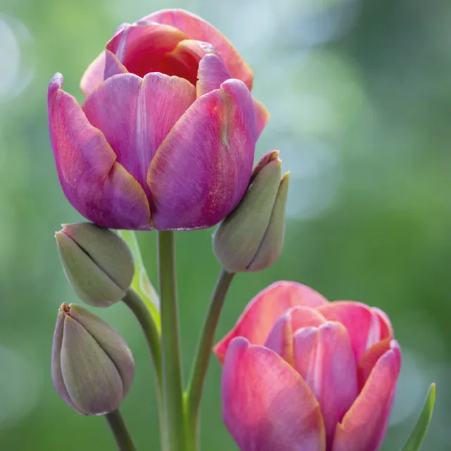 Sarah Raven Bulbs Tulip Blue Heaven Blumenzwiebeln 10 Stück