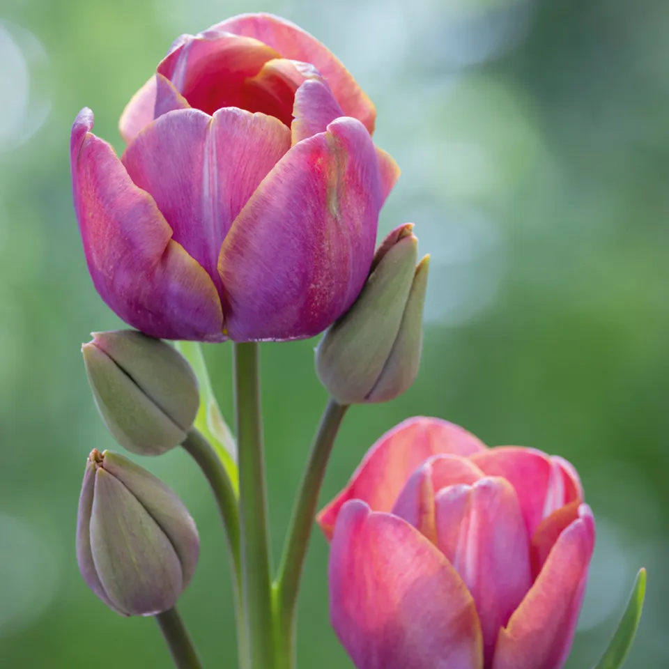 Sarah Raven Bulbs Tulip Blue Heaven Blumenzwiebeln 10 Stück
