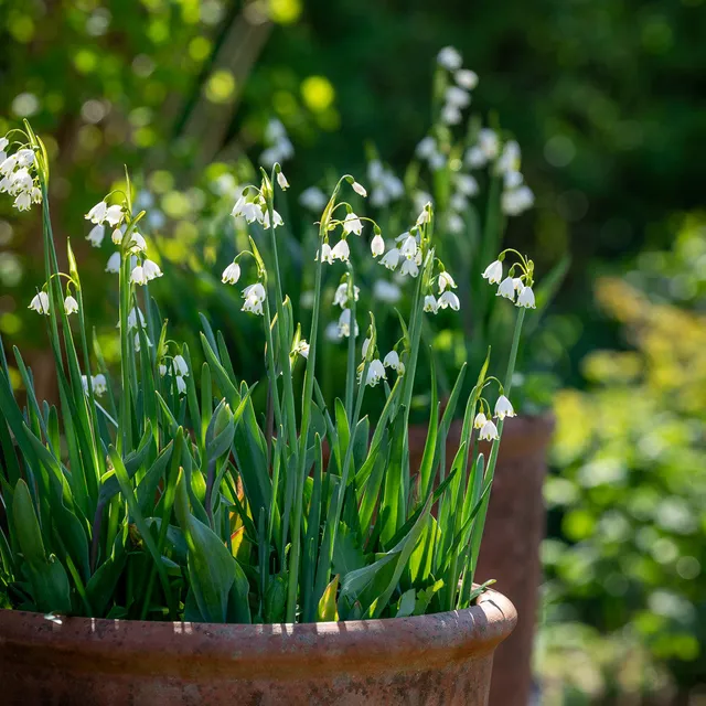 Sarah Raven Bulbs Leucojum Gravetye Giant Zwiebeln 20 Zwiebeln Weiß