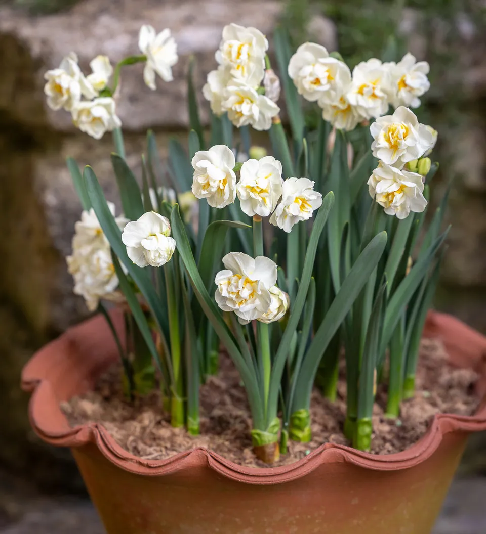 Sarah Raven Bulbs Narzisse Bridal Crown Blumenzwiebeln 15 Duft