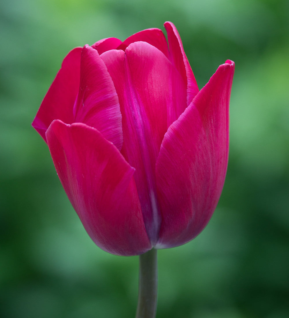 Sarah Raven Tulpen Attila Louvre Mix Zwiebel 30 Stück rot orange