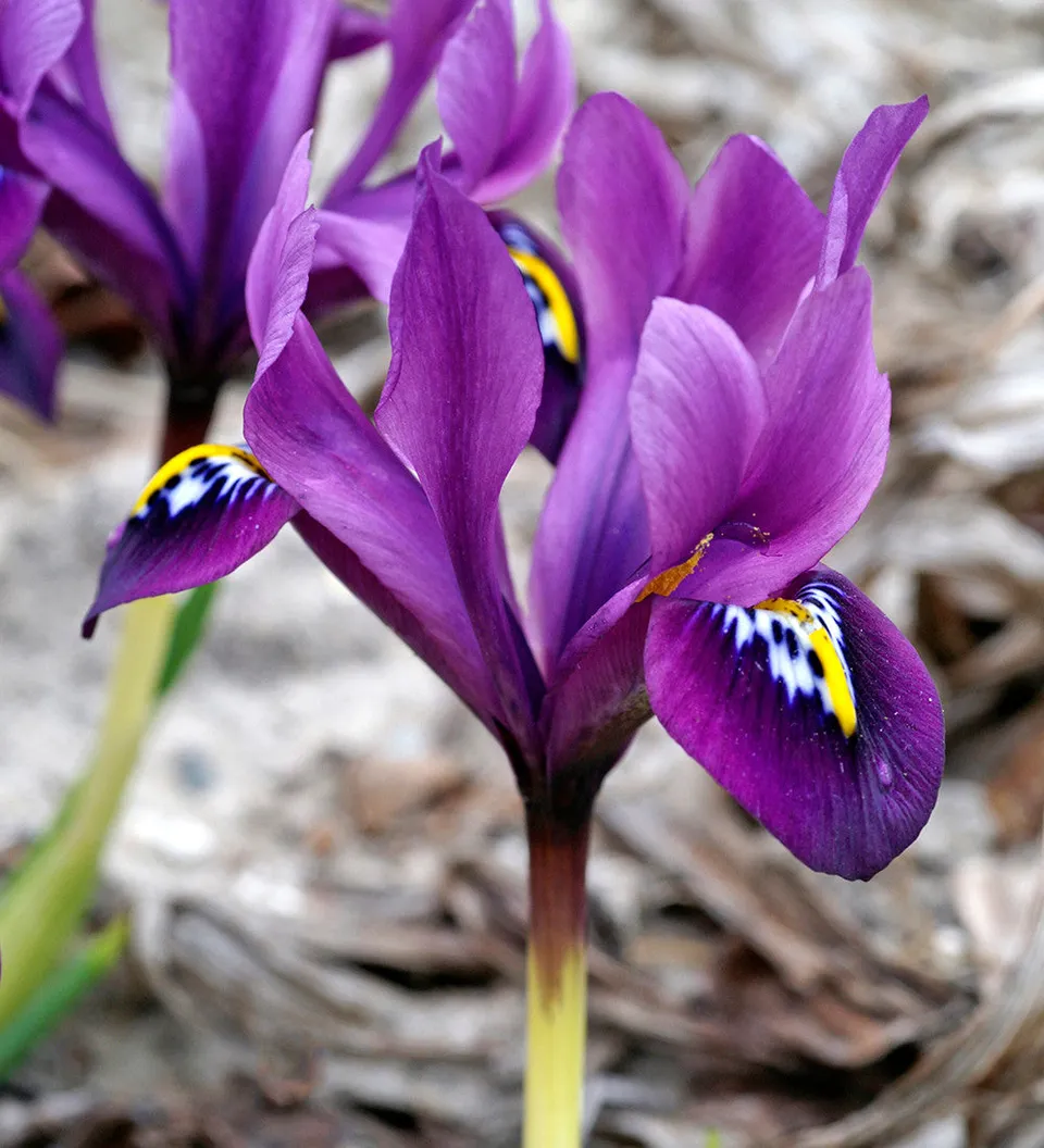 Sarah Raven Bulbs Iris Pauline Blumenzwiebeln 15 Stück Winter
