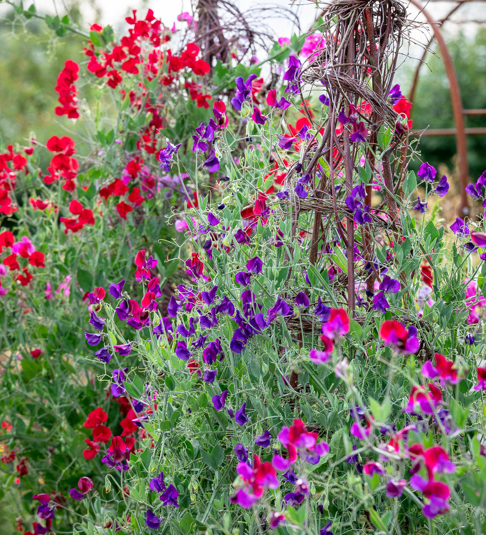 Sarah Raven Sweet Pea Collection Blumensamen 3 Packungen duftend