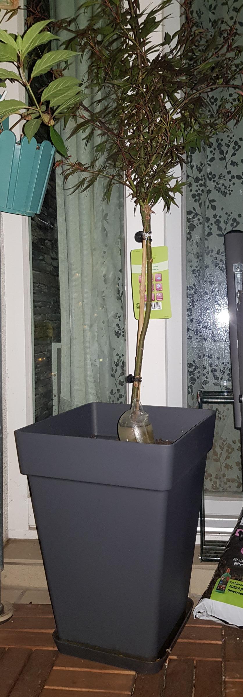 elho Loft Urban Hoch 30cm Blumentopf Weiß eckig