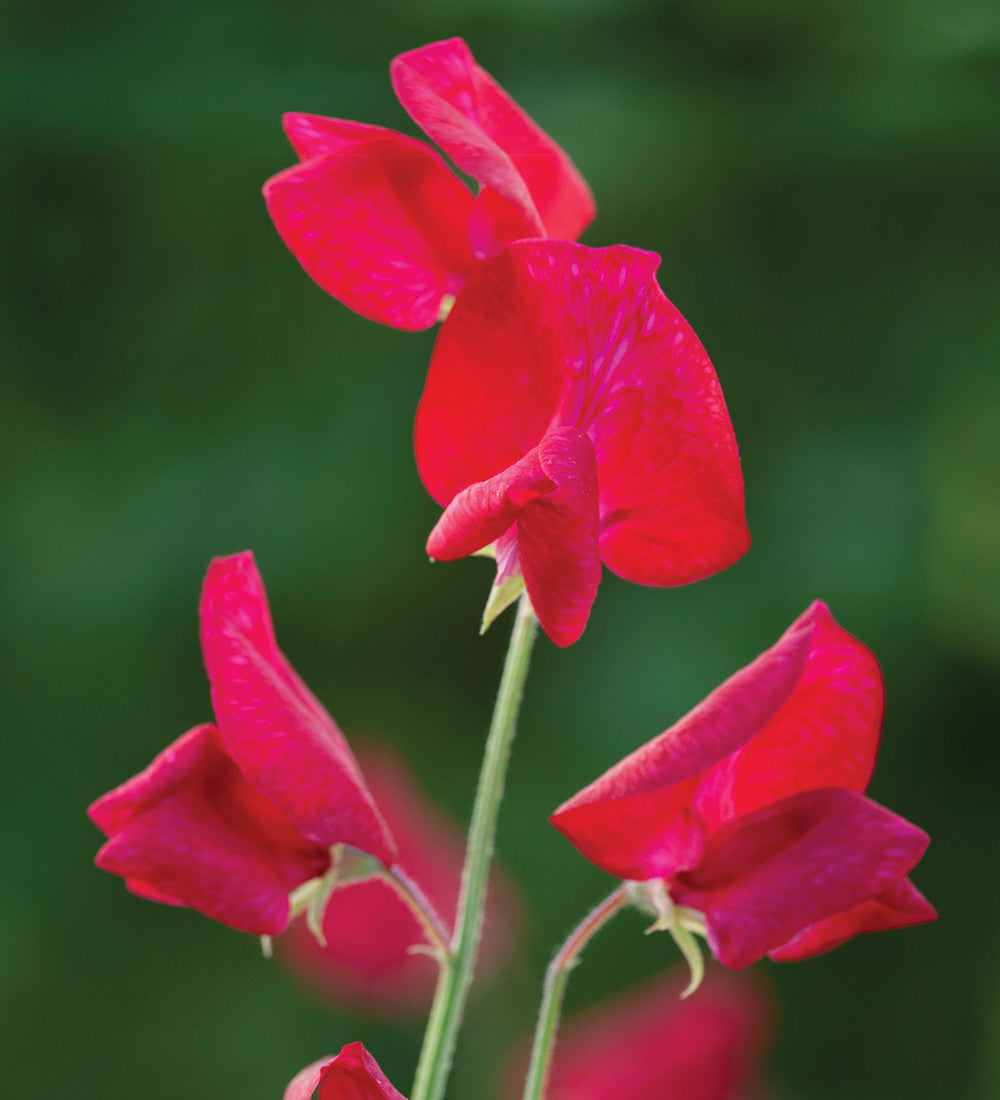 Sarah Raven Plants Brilliant Buckets Sweet Pea 16 Jungpflanzen duftend