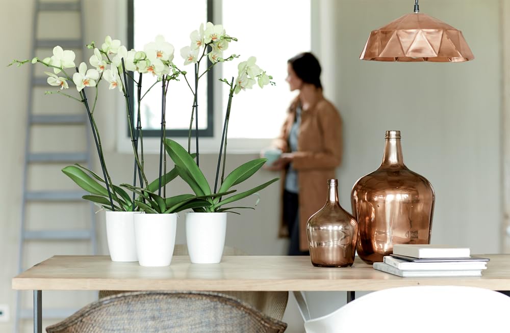 elho Brussels Diamond Orchidee Hoch 12.5 Topf Weiß