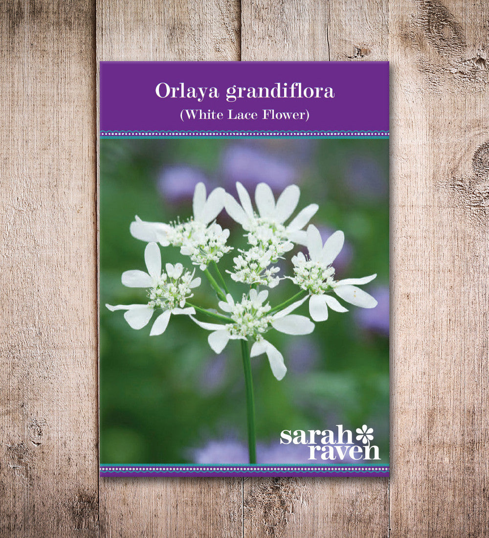 Sarah Raven Plants Orlaya grandiflora Blumen 30 Samen Weiß