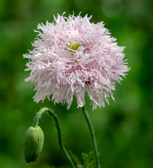 Sarah Raven Seeds Papaver Lilac Pompom Samen 750 Samen Rosa Gefüllt