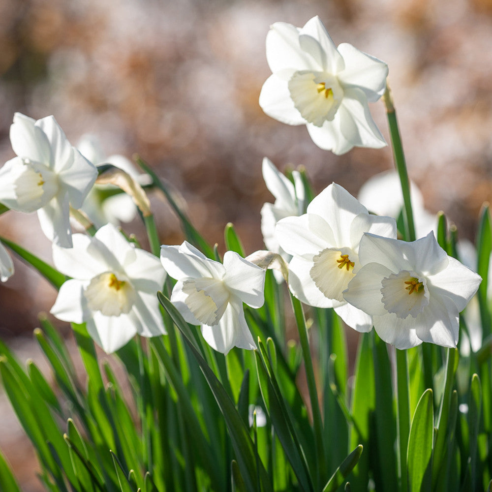Sarah Raven Dutch Yard Narcissus Collection Blumenzwiebeln 40 Stück duftend