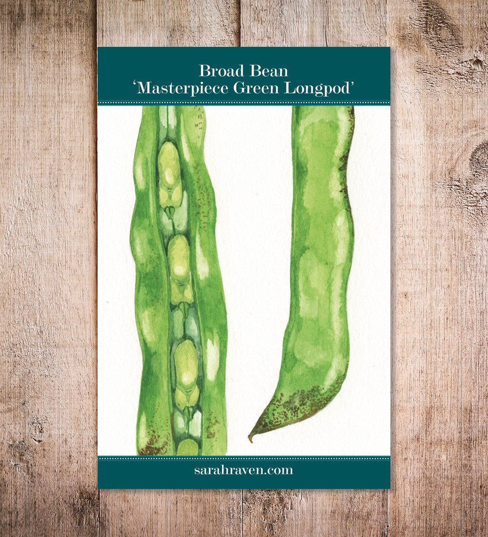 Sarah Raven Masterpiece Green Longpod Bohnensamen 45 Samen