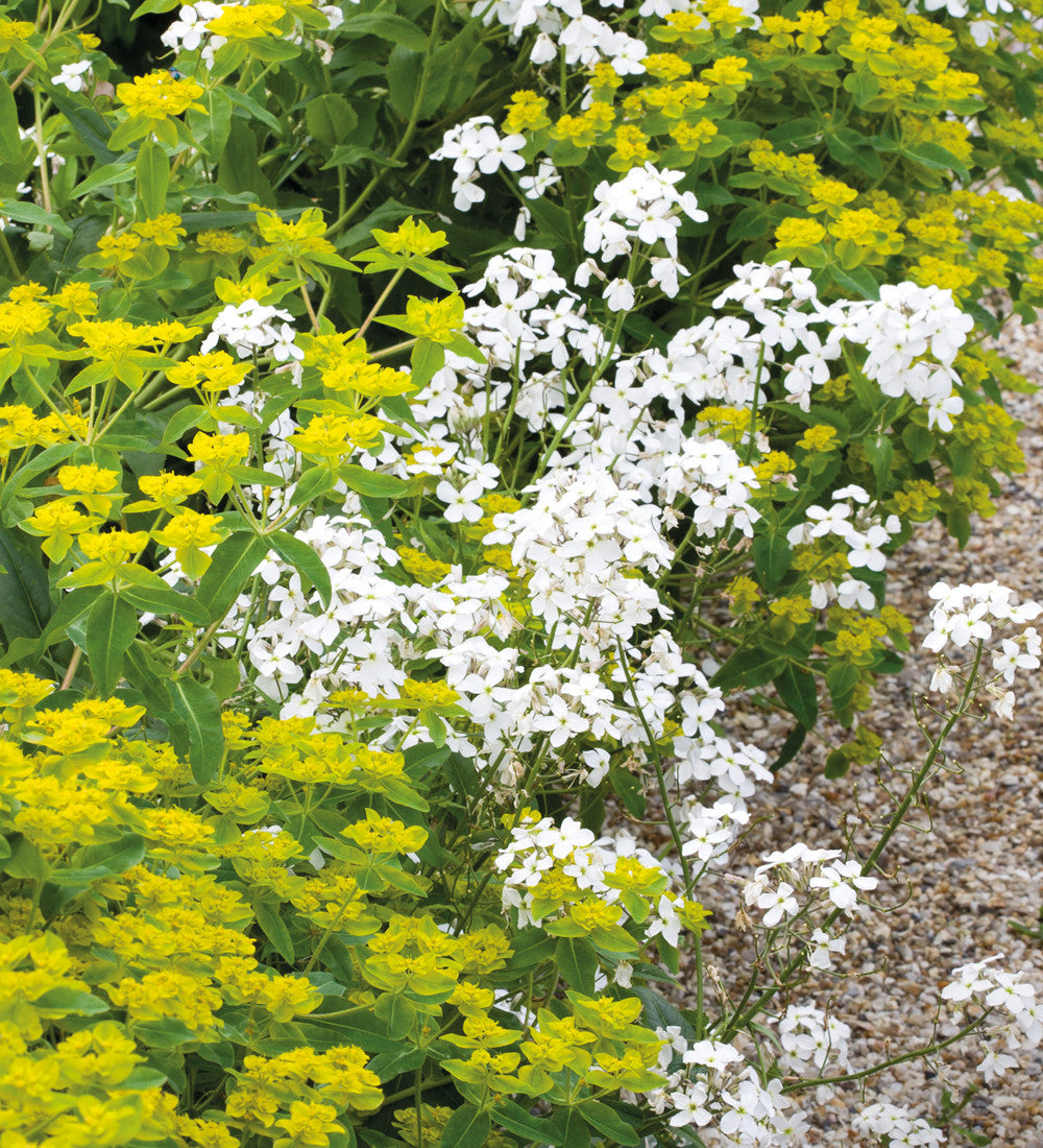 Sarah Raven Plants Hesperis albiflora Saatgut 500 Samen weiß duftend