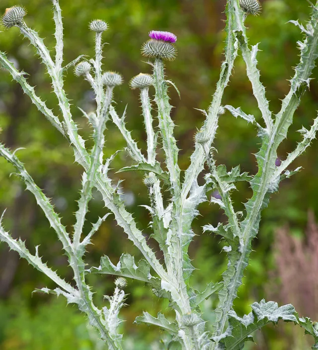 Sarah Raven Seeds Onopordum acanthium Samen 30 Stück Distel