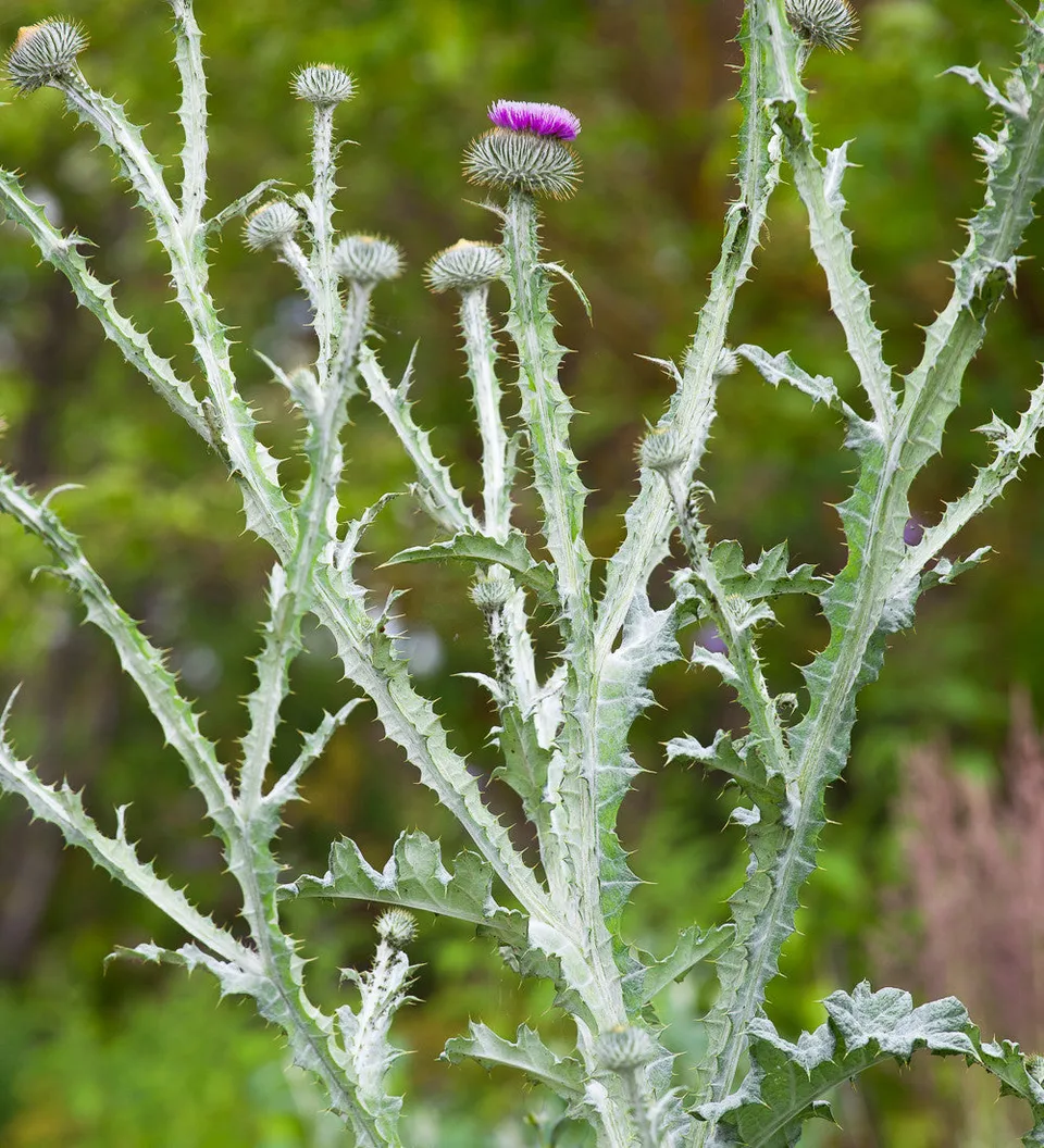 Sarah Raven Seeds Onopordum acanthium Samen 30 Stück Distel