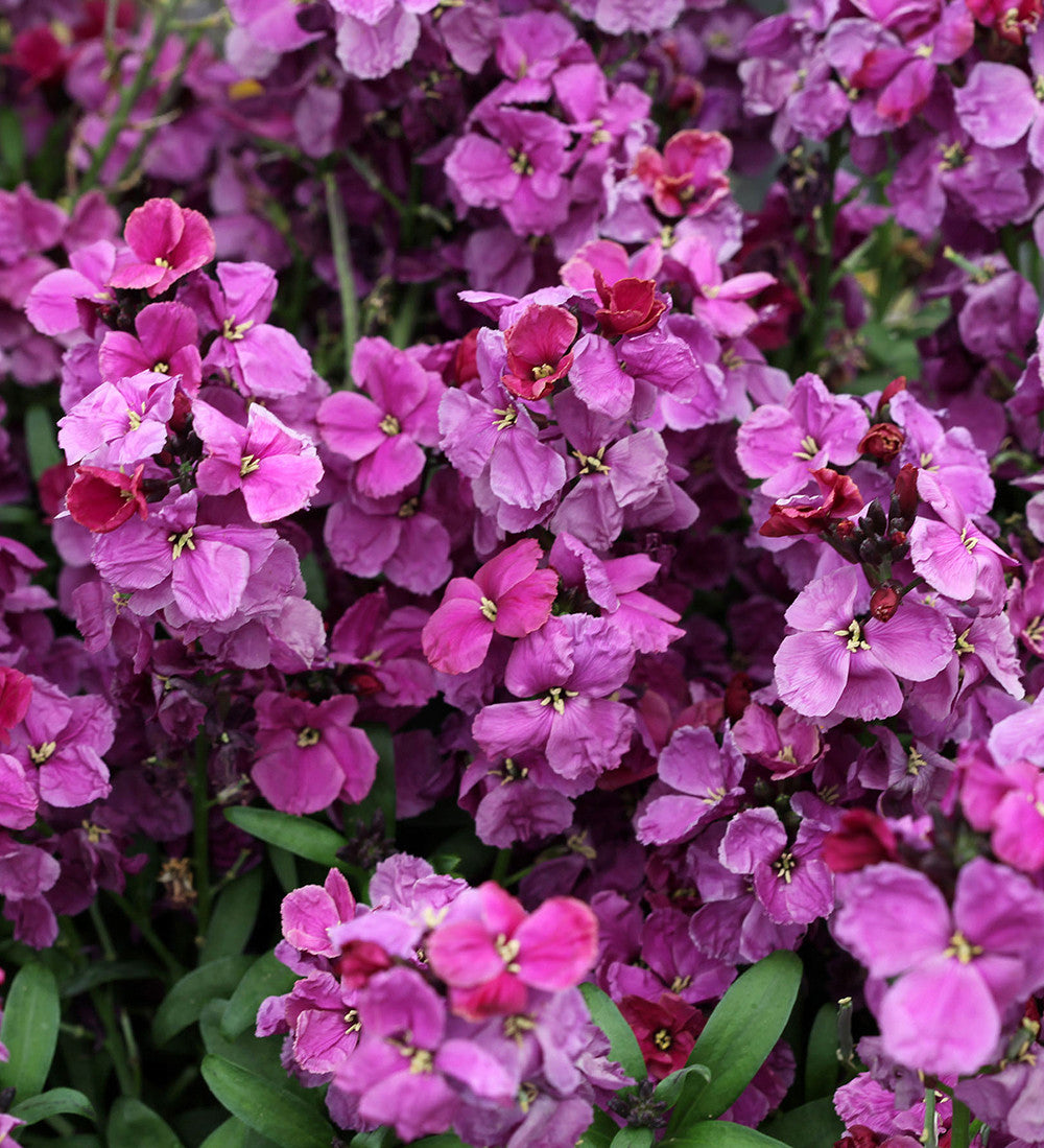 Sarah Raven Plants Rich Velvet Goldlack Samen 45 Samen duftend