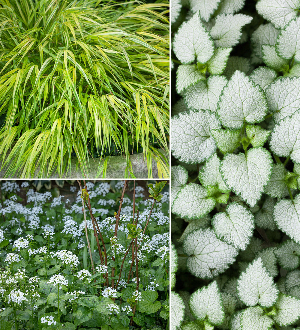 Sarah Raven Plants Bodendecker Border Collection 18x 9cm Topf
