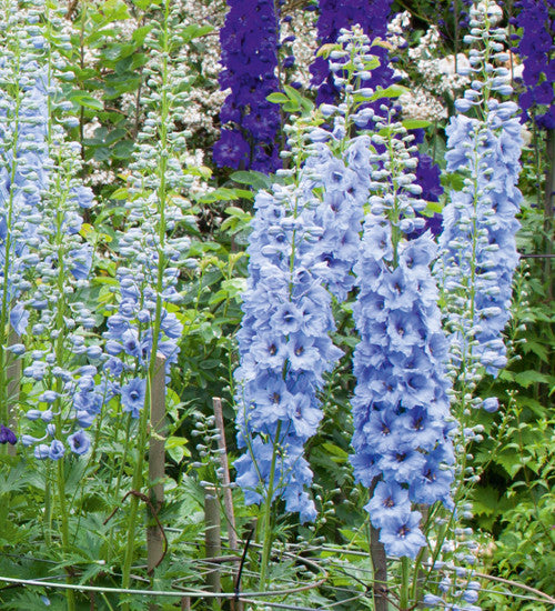 Sarah Raven Plants Delphinium Border Collection Rittersporn 6x 9cm Töpfe