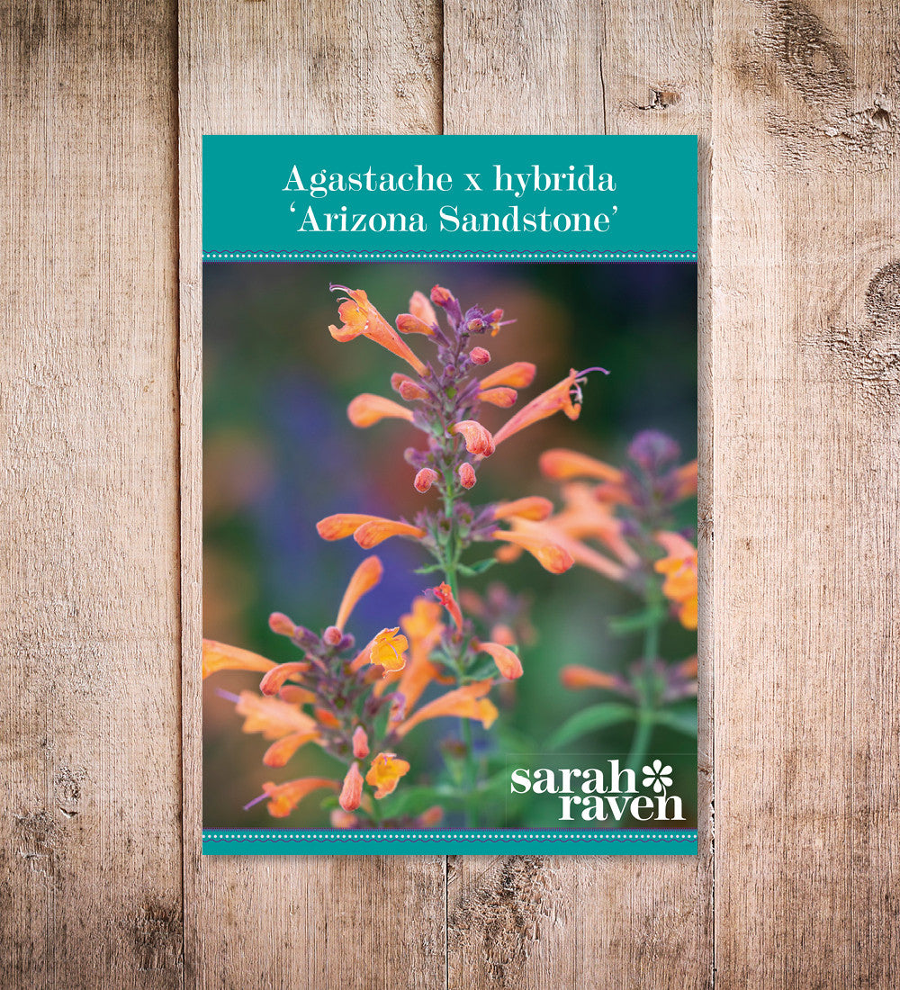 Sarah Raven Agastache Sandstone Samen 50 Korn aromatisch