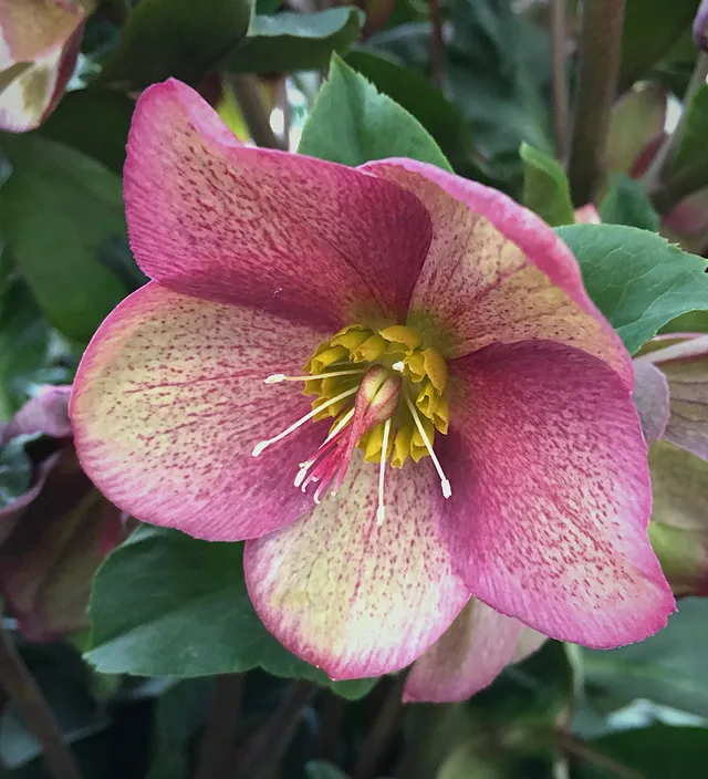Sarah Raven Helleborus Ice N Roses Red Topf Winterblüher