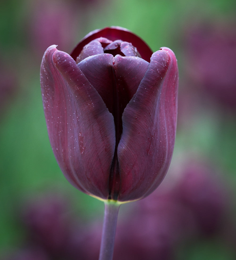Sarah Raven Bulbs Tulip Continental Blumenzwiebeln 10 Stück schwarz