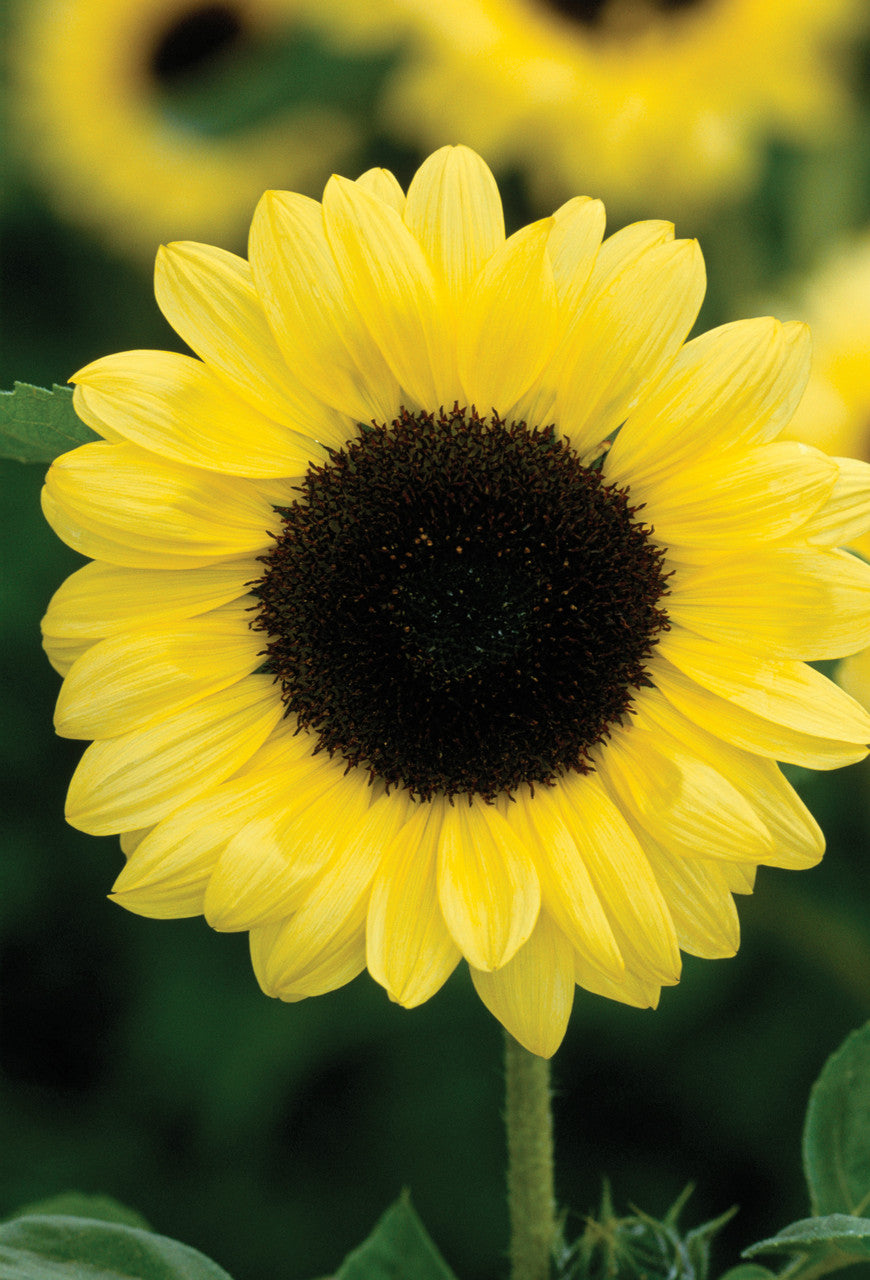 Sarah Raven Sonnenblumen Samen Kollektion 3 Tüten