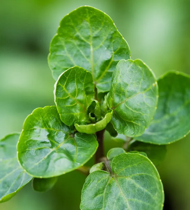 Sarah Raven Seeds Watercress Brunnenkresse Samen 1000 Samen essbar