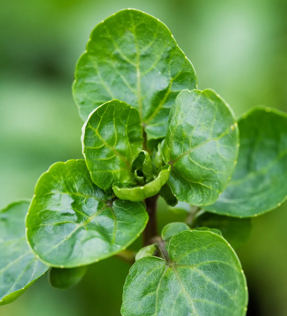 Sarah Raven Seeds Watercress Brunnenkresse Samen 1000 Samen essbar