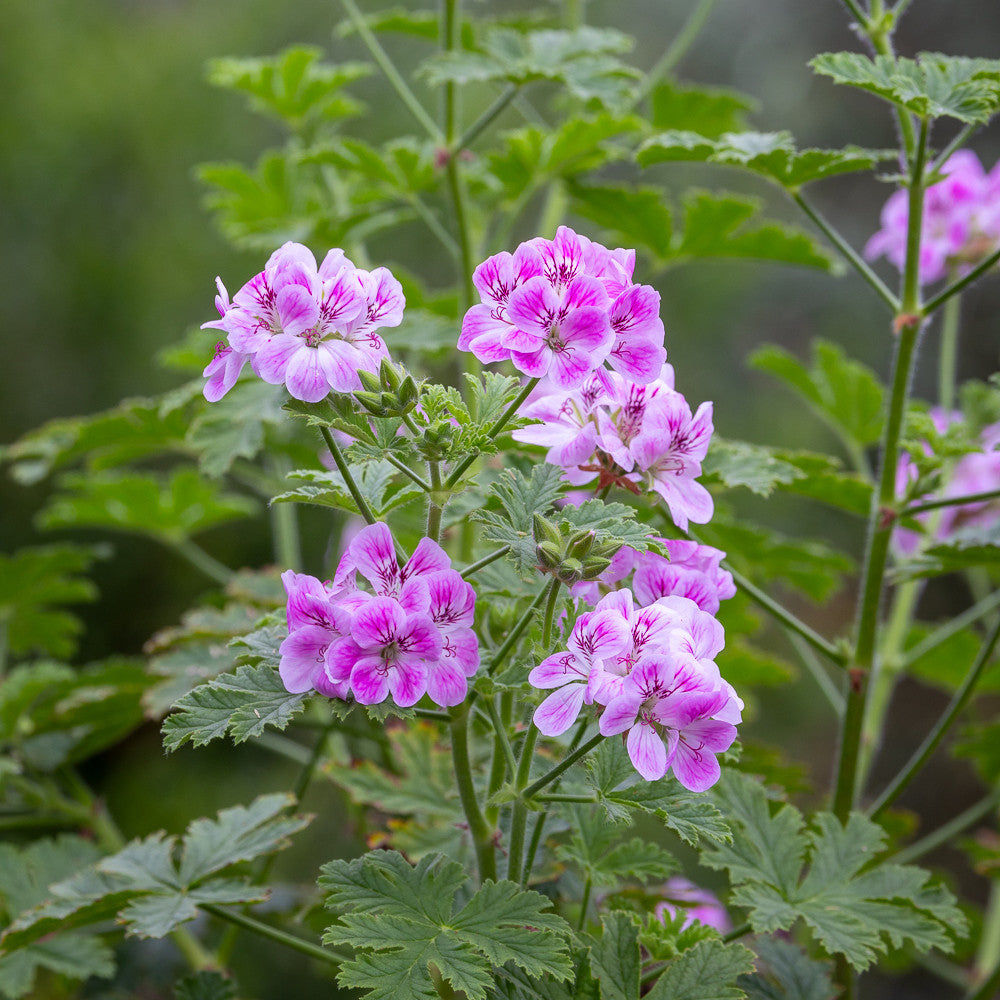 Sarah Raven Plants Pelargonium Madame Auguste Nonin Pflanze 3x9cm rosa