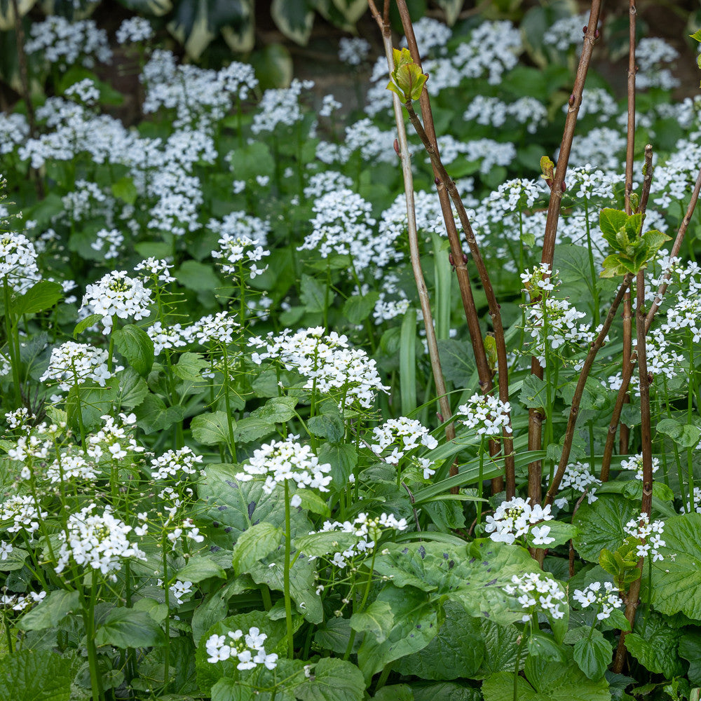 Sarah Raven Plants Pachyphragma macrophyllum Pflanze 3x9cm weiß