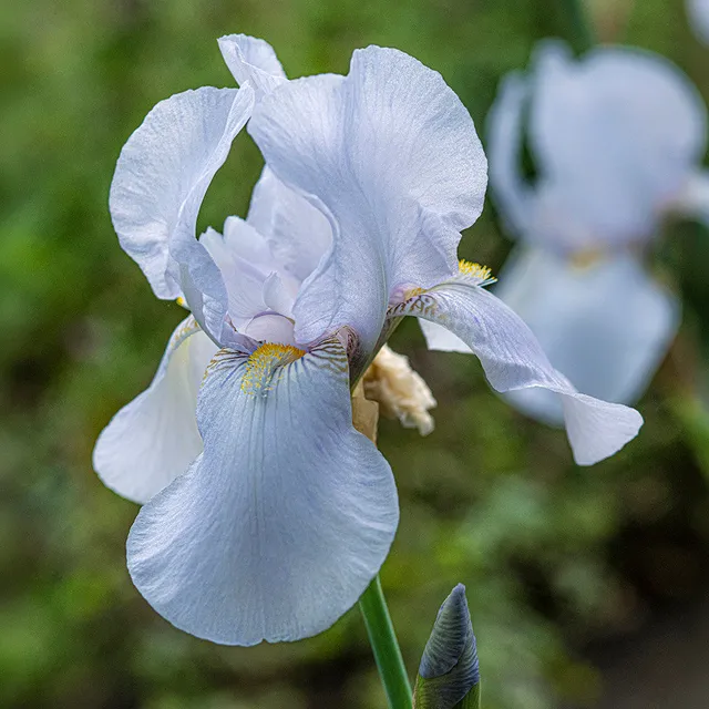 Sarah Raven Plants Iris germanica Melbourne Hall Ghost Staude 2L