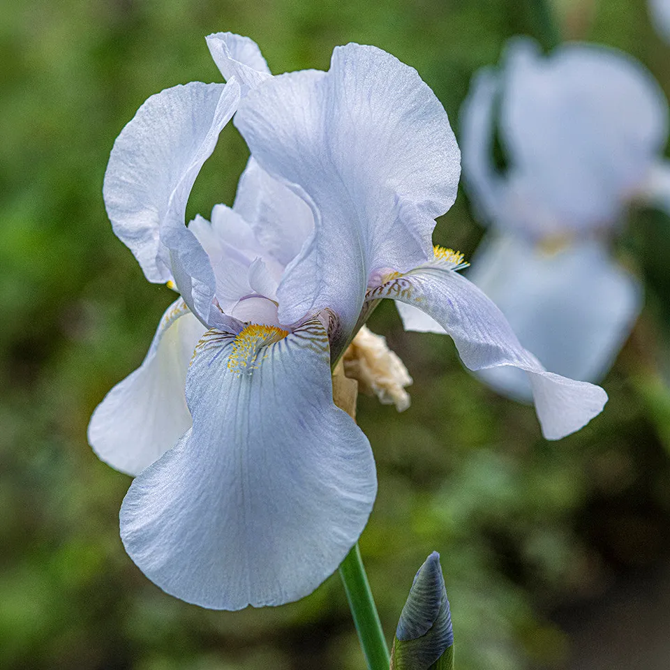 Sarah Raven Plants Iris germanica Melbourne Hall Ghost Staude 2L