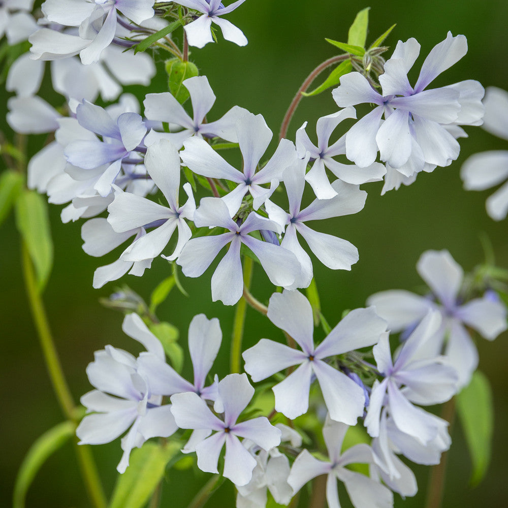 Sarah Raven Plants Wild Wood Phlox Collection Pflanzen 6 Töpfe Duft