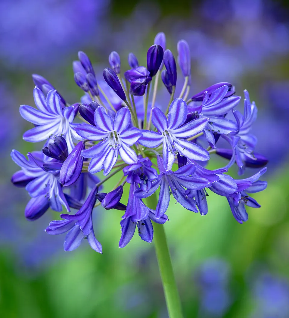 Sarah Raven Plants Agapanthus Northern Star Pflanze 3L Topf blau