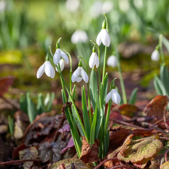 Sarah Raven Bulbs Galanthus nivalis Schneeglöckchen 25 im Grünen