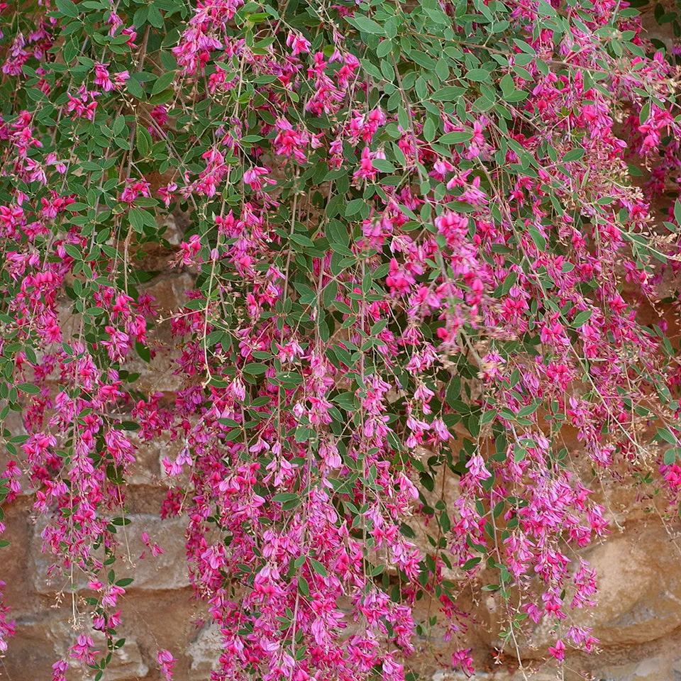 Sarah Raven Plants Lespedeza Thunbergii Zierstrauch 2-Liter-Topf rosa