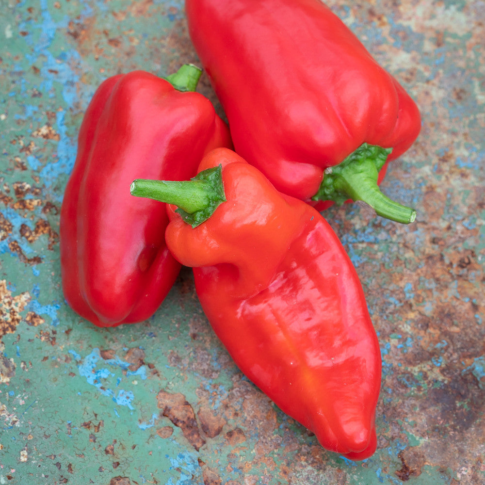 Sarah Raven Paprika Friggitello F1 Samen 50 Stück süß