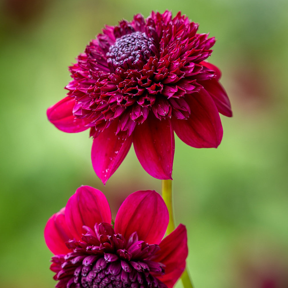 Sarah Raven Bulbs Pompom Party Dahlia Collection Dahlienknollen 5 Knollen Ball