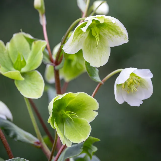 Sarah Raven Winterbells Christrose Pflanze 1x 2L Topf ganzjährig