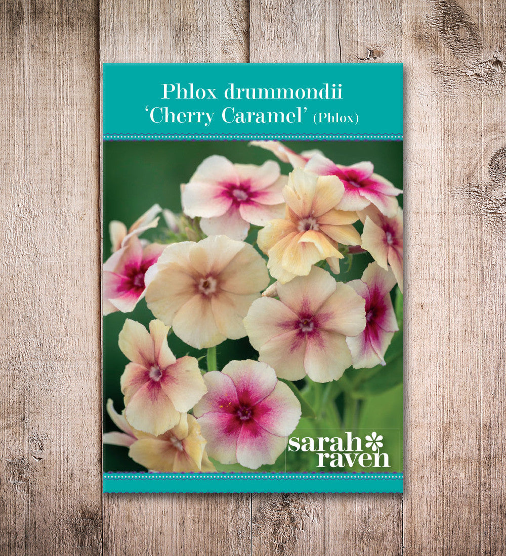 Sarah Raven Plants Phlox Cherry Caramel Blumensamen 175 Samen einjährig