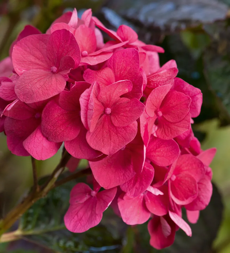 Sarah Raven Plants Hydrangea Merveille Sanguine Hortensie 2L