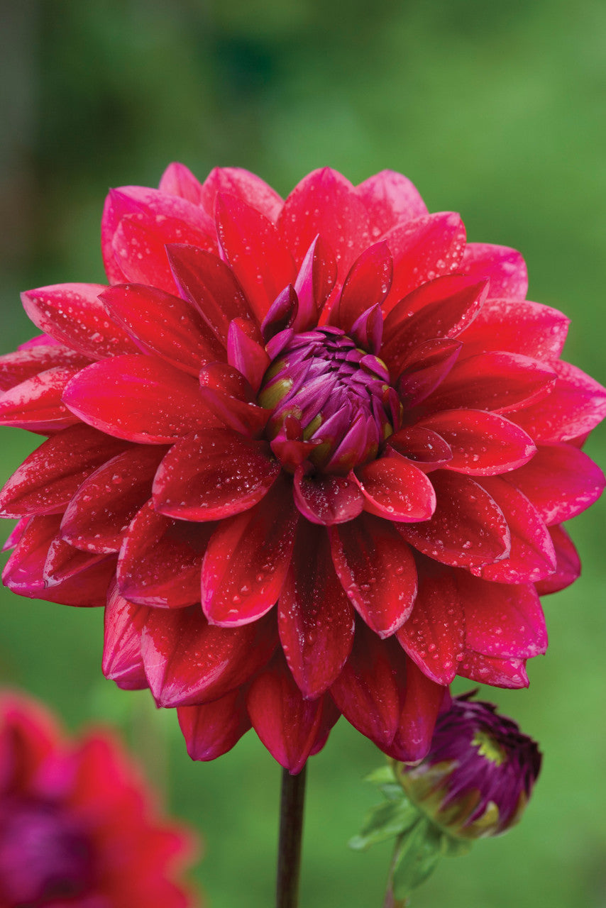 Sarah Raven Bulbs Venetian Dahlia Collection Knollen 8 Knollen bunt