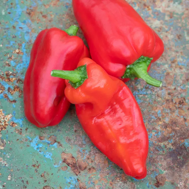 Sarah Raven Paprika Friggitello F1 Samen 50 Stück süß