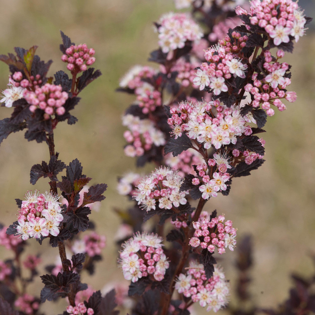 Sarah Raven Plants Physocarpus Tiny Wine Pflanze 3-Liter-Topf