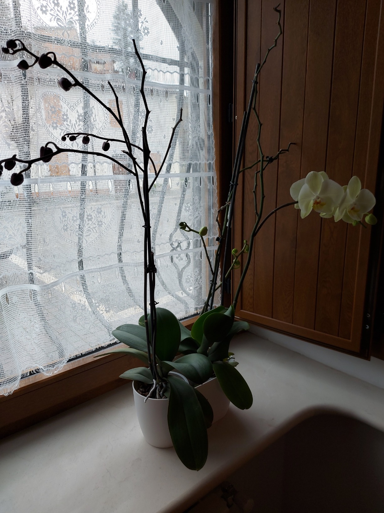 elho Brussels Orchidee Duo Blumentopf 25 cm transparent Doppel