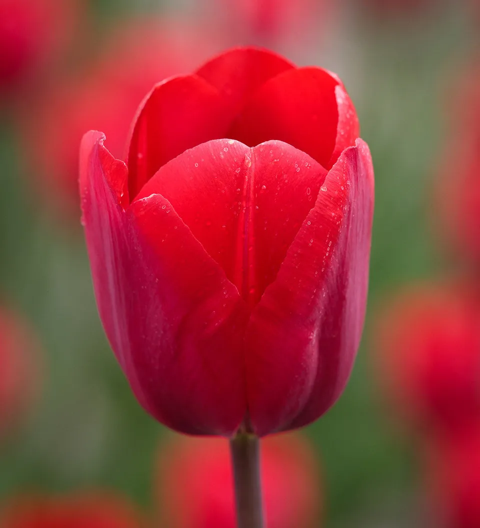 Sarah Raven Bulbs Tulpe Bastogne Zwiebeln 10 Zwiebeln Rot Beet