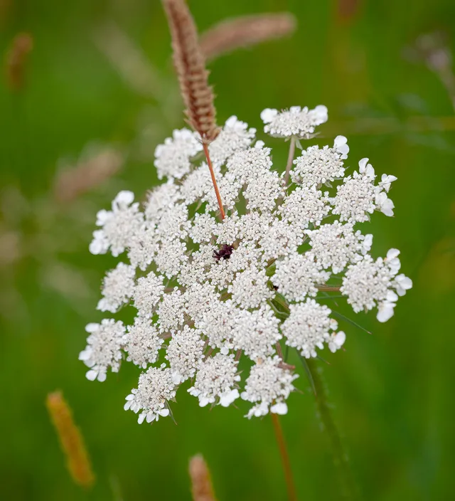 Sarah Raven Wilde Möhre Daucus Samen 100 Samen Schnittblume