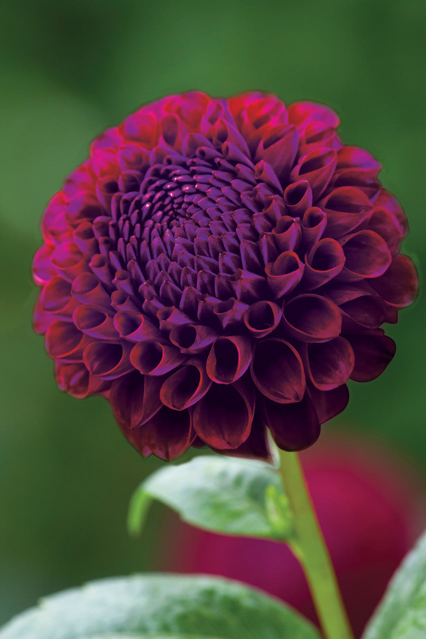 Sarah Raven Bulbs Venetian Dahlia Collection Knollen 8 Knollen bunt