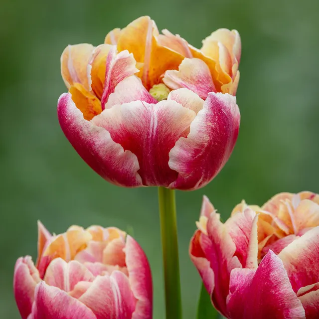 Sarah Raven Bulbs Tulpe Verona Sunrise Blumenzwiebeln 10 Stück rosa