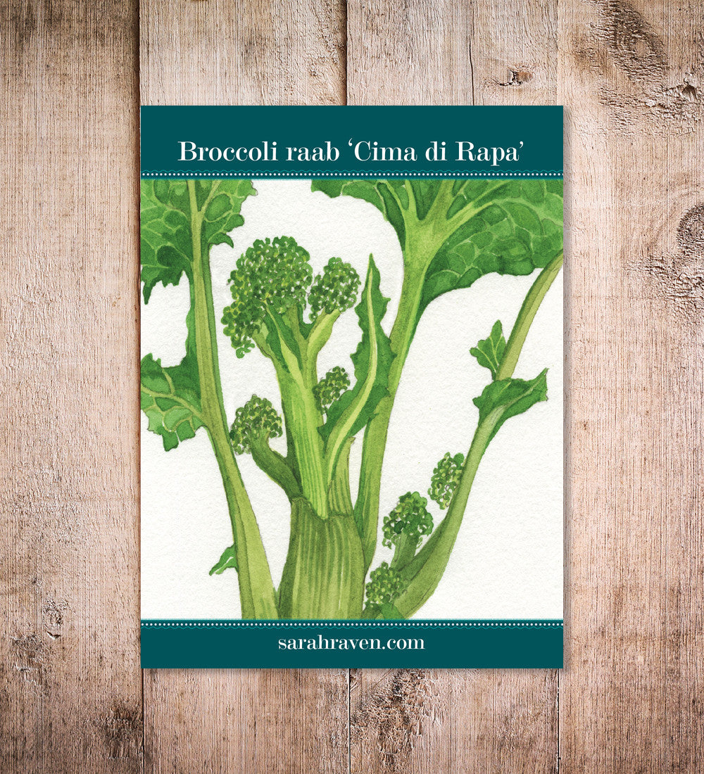 Sarah Raven Seeds Broccoli Raab Cima di Rapa Samen 1000