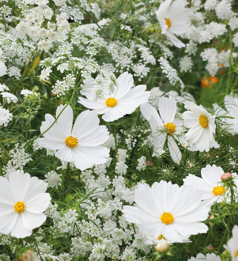 Sarah Raven Seeds Cosmos Ammi Blumensamen 2 Pack Schnittblumen